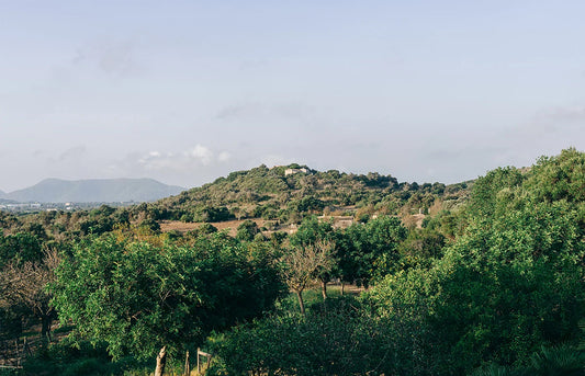 A Guide to Mallorca’s Best Cities
